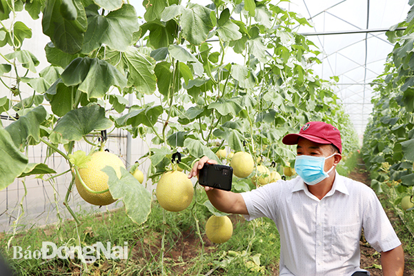 Dưa lưới của Việt Farm đưa đi kiểm nghiệm và đạt sản phẩm có nguồn gốc hữu cơ, không phát hiện thành phần phân bón vô cơ. Ảnh: LÊ QUYÊN