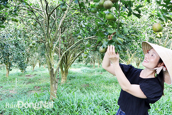 HTX trồng quýt theo hướng hữu cơ tại xã Phú Lý, H.Vĩnh Cửu