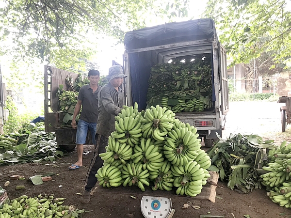 Chuối xuất khẩu rớt giá mạnh, lo ùn ứ vì cửa khẩu Trung Quốc vẫn chưa thông thoáng. Trong ảnh: Đóng chuối tại xã Thanh Bình, H.Trảng Bom. Ảnh: B.Nguyên