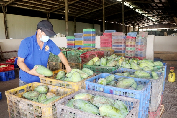 Xoài xuất khẩu ùn ứ tại vườn trồng vì không có thương lái thu mua do xuất khẩu gặp khó