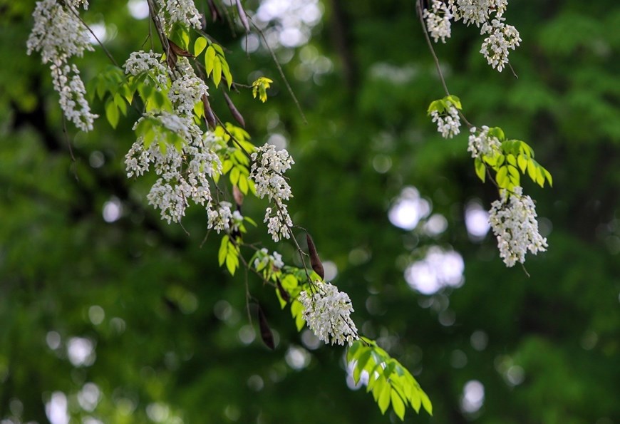 When Spring comes, Hanoi’s streets are adorned with pure white petals of a flower, known scientifically as Dalbergia tonkinensis or “Sua” in Vietnamese. 