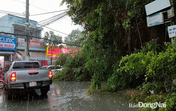 Mưa kèm theo gió lớn còn khiến cây xanh trên đường Đặng Văn Trơn bị ngã đổ gây ách tắc giao thông