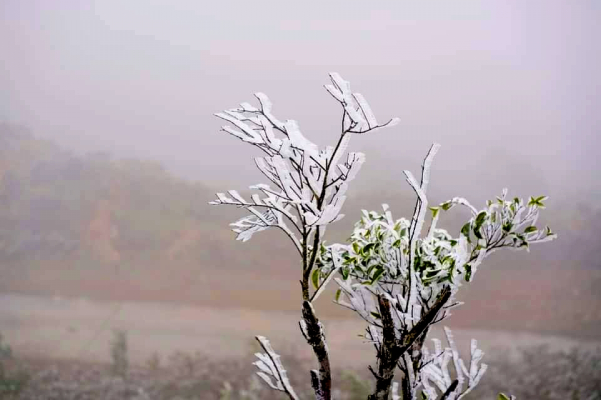 Trees get a frosty makeover in Binh Lieu border district in Quang Ninh province.