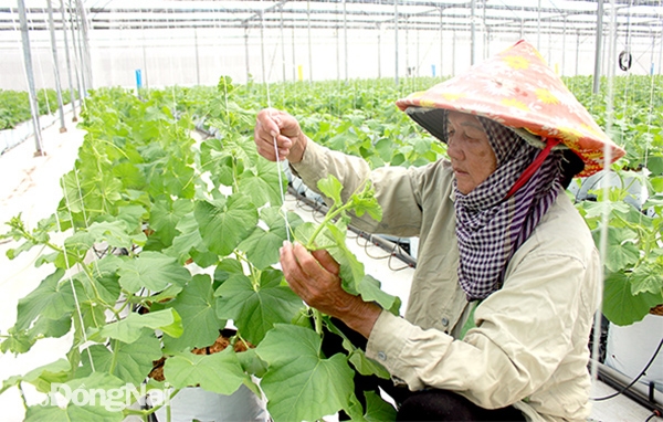 Nông trường trồng rau công nghệ cao của Công ty TNHH Đầu tư sản xuất và phát triển nông nghiệp WinEco tại xã Long Phước, H.Long Thành