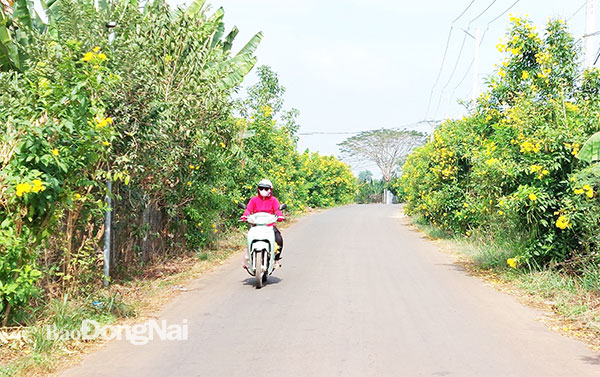 Một tuyến đường nông thôn mới sáng - xanh - sạch - đẹp tại xã Thanh Bình (H.Trảng Bom). Ảnh: My Ny