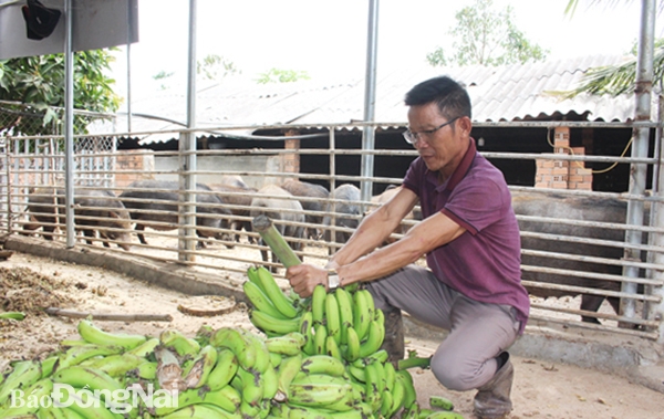 Chuối thải là thức ăn chính của heo rừng tại trang trại của ông Bùi Duy Nguyện (xã Xuân Tây, H.Cẩm Mỹ)