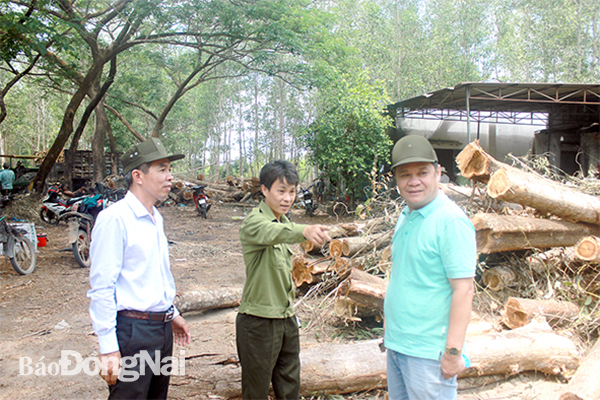 Doanh nghiệp chế biến gỗ khảo sát rừng trồng và hoạt động khai thác gỗ rừng trồng tại H.Xuân Lộc. Ảnh: P.TÙNG