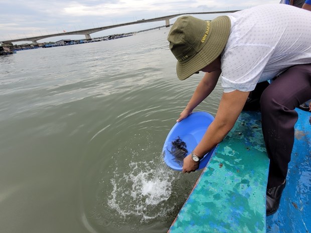 Breeding fish are released in Ba Ria - Vung Tau province on April 1 (Photo: VNA)