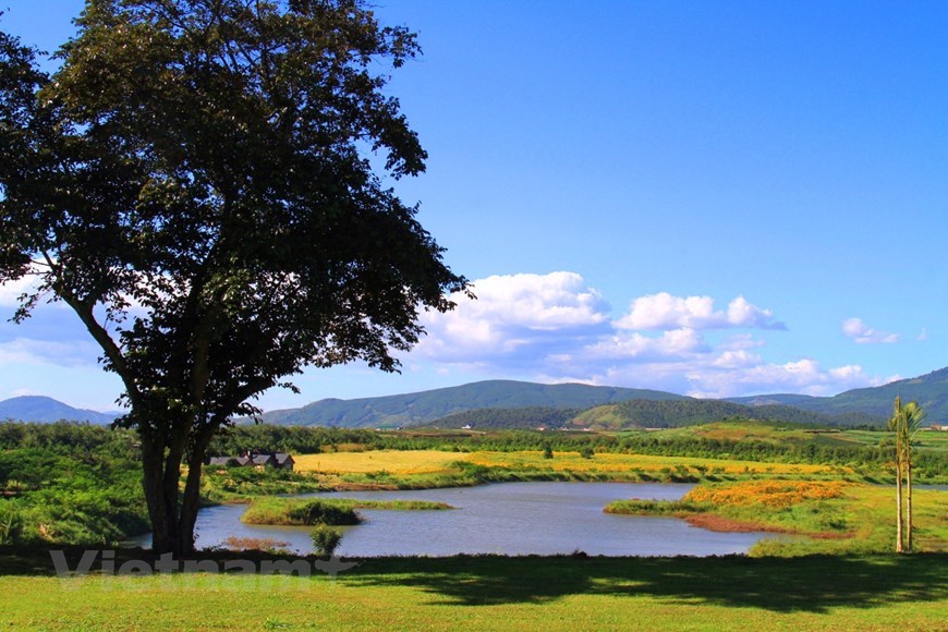 One of the most must-see destinations is the sunflower garden at the Da Lat Milk Farm. 