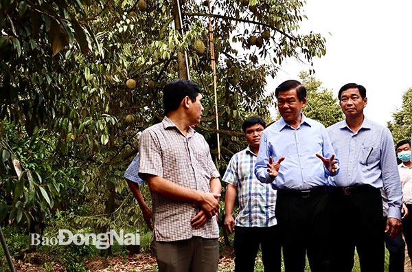 Bí thư Tỉnh ủy Nguyễn Hồng Lĩnh và đoàn công tác thăm mô hình trồng sầu riêng sạch tại Định Quán. Ảnh: Nguyệt Hà