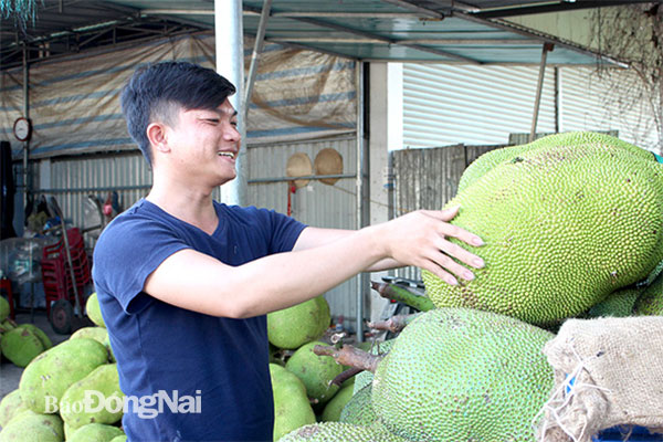 Anh Lê Quân, chủ vựa trái cây tại xã Bảo Hòa (H.Xuân Lộc). Ảnh: Ban Mai