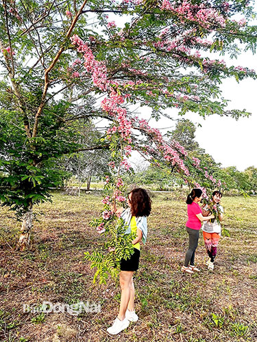 Du khách chụp hình với hoa tại Vườn quốc gia Cát Tiên. Ảnh: Bùi Quốc Vỵ