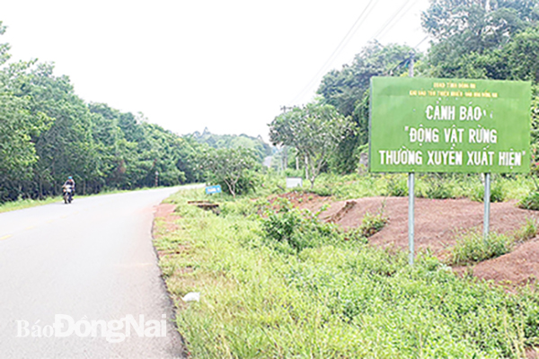 Viện Chiến lược và phát triển GT-VT đã kiến nghị lựa chọn phương án xây dựng tuyến đường kết nối tỉnh Bình Phước với tỉnh Đồng Nai không đi qua vùng lõi Khu Dự trữ sinh quyển thế giới Đồng Nai. Trong ảnh: Đường 761 phục vụ dân sinh qua Khu Bảo tồn thiên nhiên - văn hóa Đồng Nai
