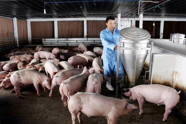 Farmers face losses amid rising animal feed prices