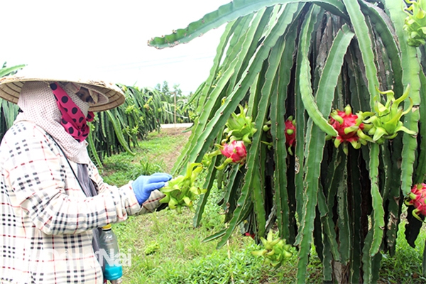 Nhà vườn trồng thanh long tại xã Xuân Hưng (H.Xuân Lộc) chăm sóc thanh long cung cấp cho thị trường xuất khẩu