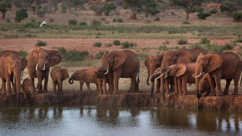 Dong Nai Province makes effort to conserve wild Asian elephants