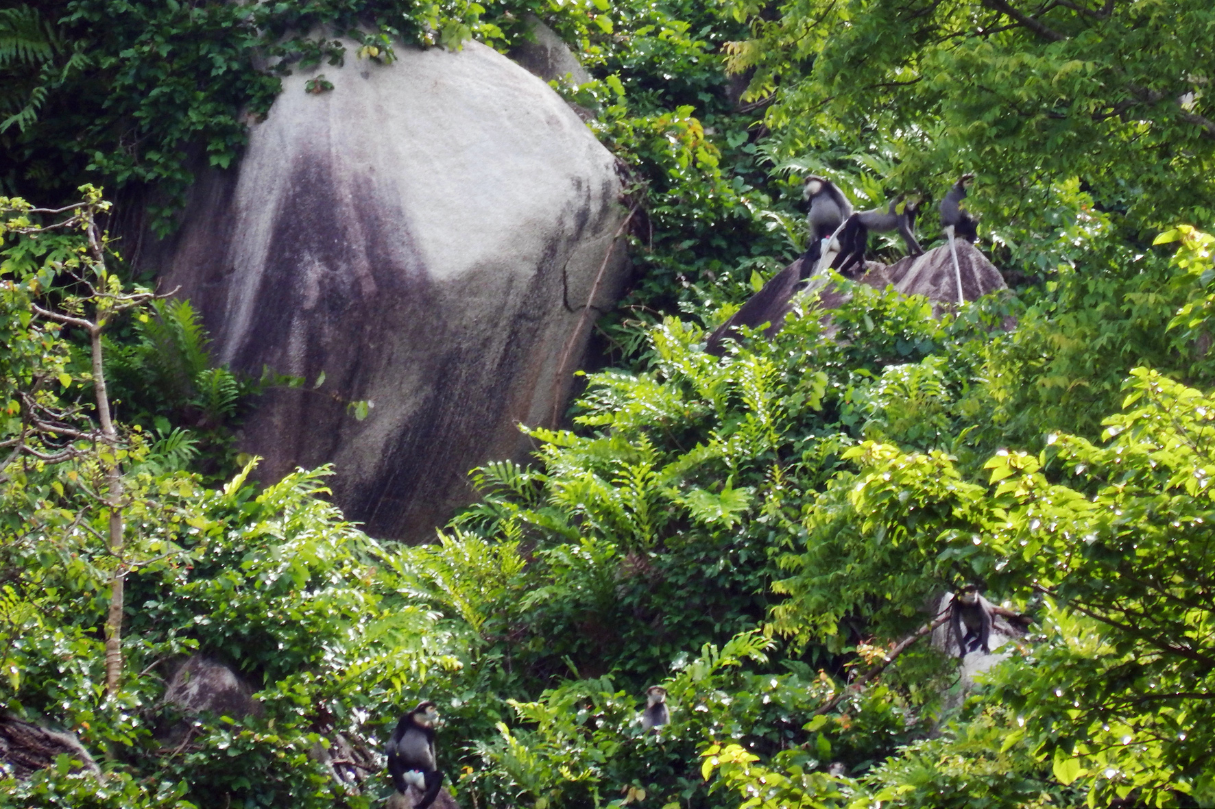 Review finds threatened langur species in mountain in Dong Nai