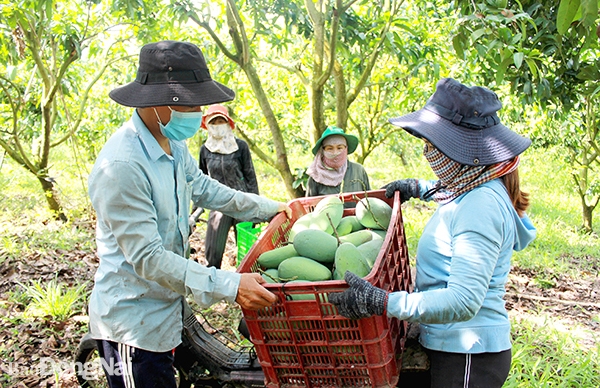 Lao động nông nghiệp hiện nay chủ yếu mang tính thời vụ. Trong ảnh: Thu hoạch xoài tại xã La Ngà (H.Định Quán). Ảnh: B.Nguyên