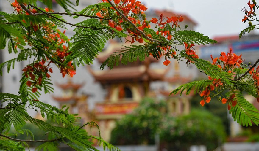 Flamboyant trees are also called the flower of school age because it starts to bloom when the academic year ends.