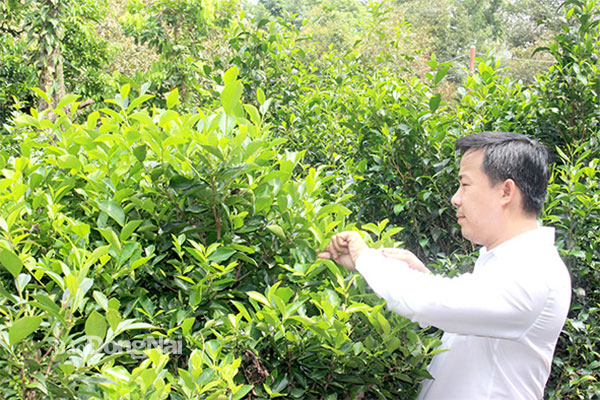 Anh Nguyễn Huy Sang, Chủ tịch Hội Nông dân xã Phú Hội giới thiệu vườn trà tại địa phương. Ảnh: Hoàng Lộc