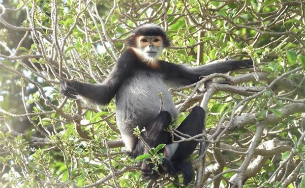 A black shanked douc langur on Chua Chan Mountain in Dong Nai province’s Xuan Loc district.(Photo: VNA)