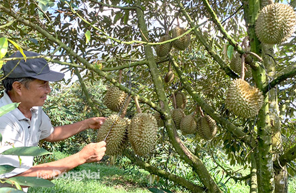 Ông Bùi Văn Luyện, nông dân trồng sầu riêng tại xã Xuân Định, H.Xuân Lộc vui mừng vì sầu riêng trúng mùa, trúng giá. Ảnh: Bình Nguyên