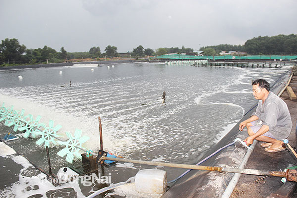 H.Nhơn Trạch phát triển nuôi tôm công nghệ cao. Ảnh: Bình Nguyên