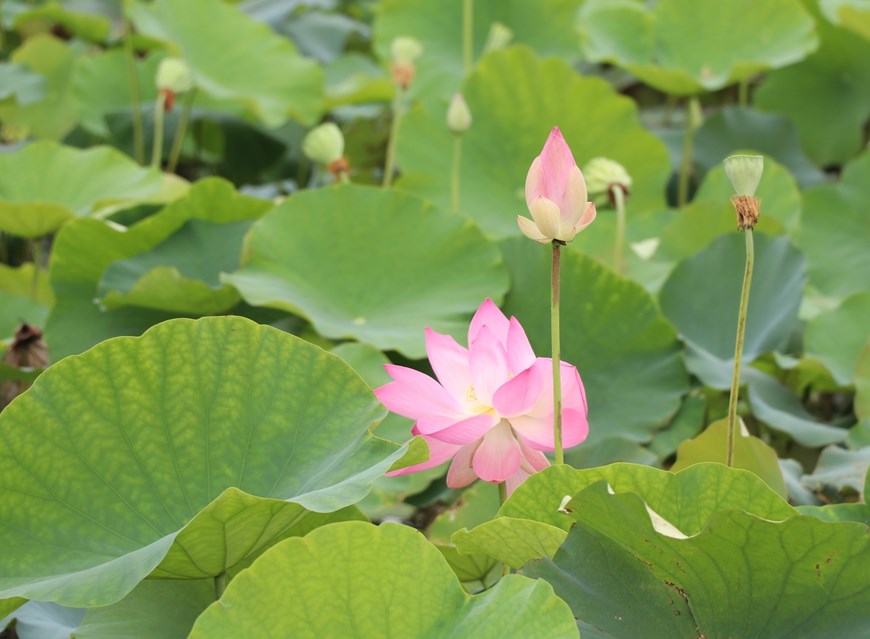 Dazzling lotuses are in bloom in Ninh Binh province. 