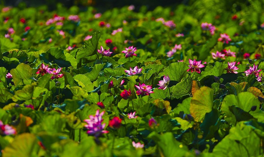 Expanding lotus ponds in the ancient capital of Hoa Lu. 