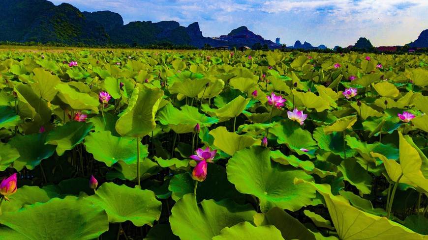 Expanding lotus ponds in the ancient capital of Hoa Lu.