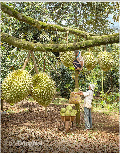 Vườn cây ăn quả sầu riêng ngày càng đi vào chuyên canh, thay đổi giống mới vừa ngon, vừa cho năng suất cao
