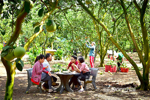 Dịch vụ du lịch vườn với lượng đông khách đến tham quan thưởng thức các loại trái cây đặc sản tại vườn