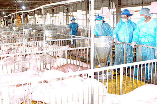 Trại heo giống tại xã Bình Minh, H.Trảng Bom là một trong những cơ sở được chích vaccine phòng dịch tả heo châu Phi trong đợt đầu đưa ra thị trường. Ảnh: Bình Nguyên