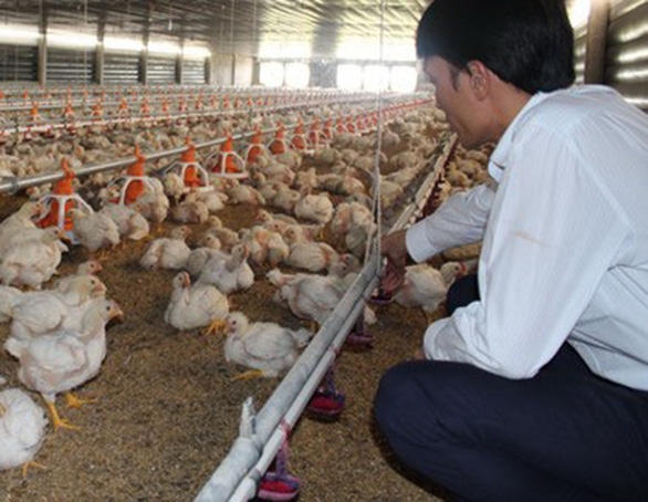 Supply of chicken meat in Việt Nam is only enough for the domestic market. Photo tuoitre.vn