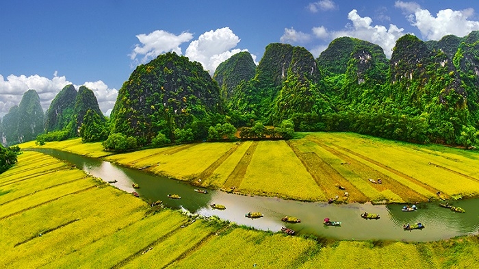 Paddling amidst yellow ripening paddy fields in Tam Coc