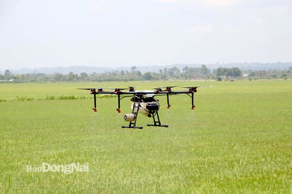 Sử dụng máy bay không người lái phun thuốc cho cây lúa của người dân theo mô hình liên kết hợp tác sản xuất tại xã Thanh Sơn. Ảnh: Ngọc Liên