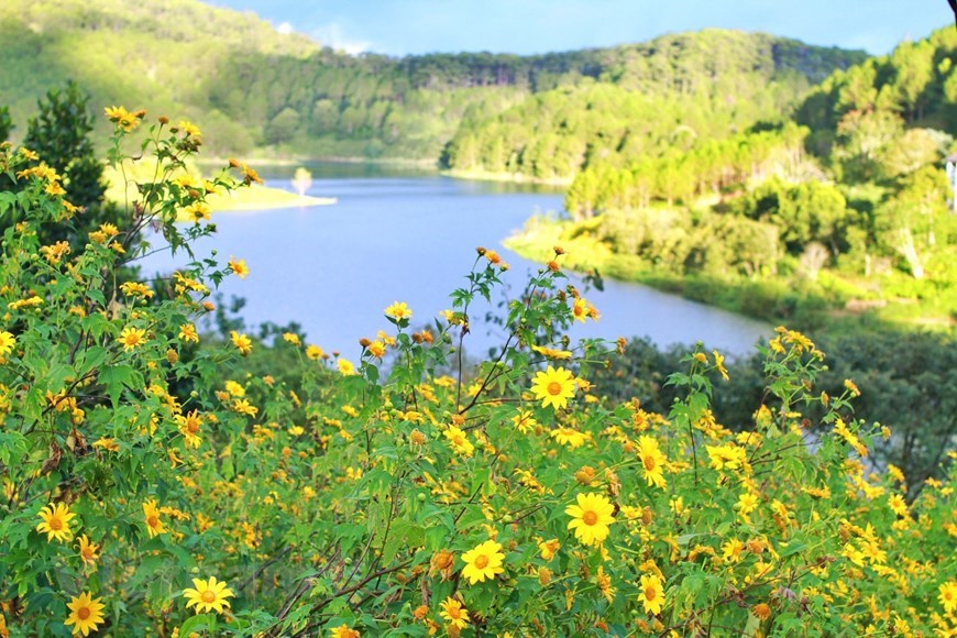 Vast fields of wild sunflowers in full bloom give Da Lat a romantic and dreamy beauty.