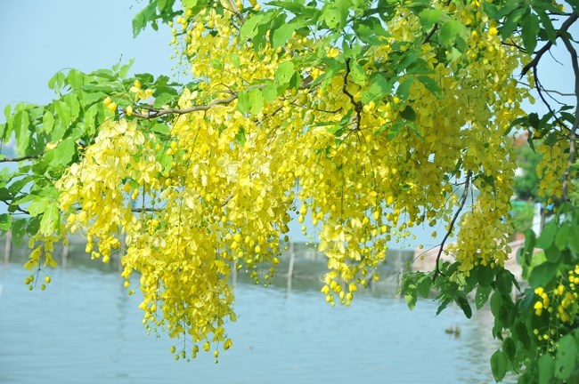 The golden shower flower is originated from South Asia. It has various names, such as purging cassia, Indian laburnum, or pudding-pipe tree. 