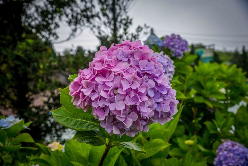 Hydrangeas lure tourists to the mountain peak in summer. 