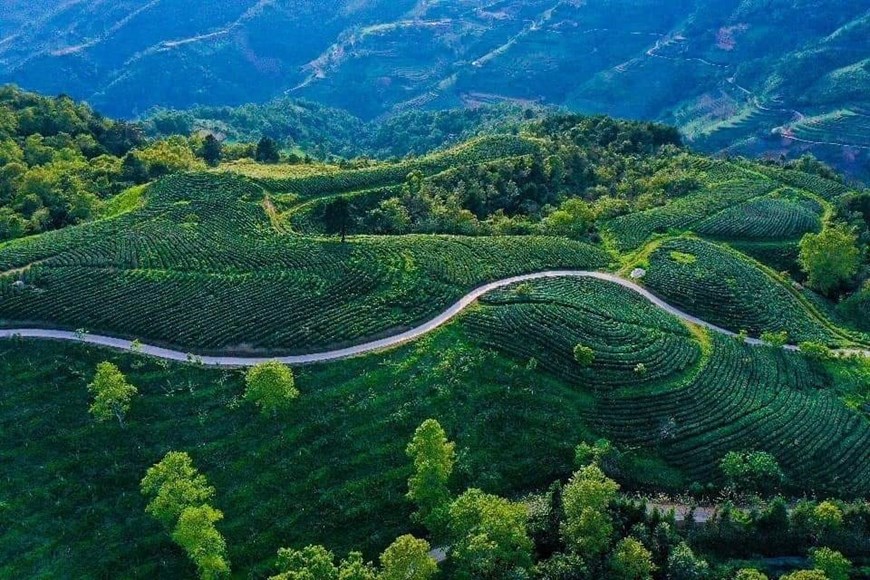 A beautiful tea plantation in Thanh Cong commune, Nguyen Binh district. 