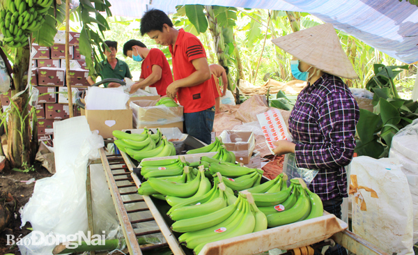 Trái cây xuất khẩu buộc phải có mã số vùng trồng. Trong ảnh: Đóng gói chuối xuất khẩu tại xã Thanh Sơn (H.Định Quán)