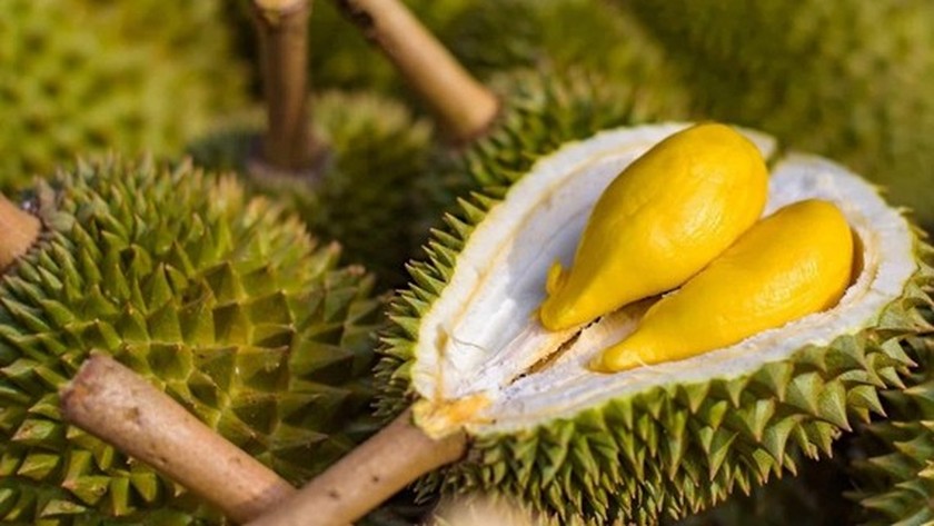 Export of Vietnamese durian to China to become official soon