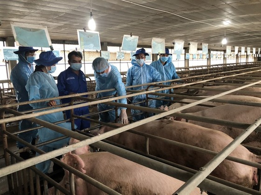 The delegation of the Agriculture and Rural Development Ministry is checking breeding pigs in Binh Thang Research Center for Animal Husbandry (sited in Dong Nai Province). (Photo: SGGP)