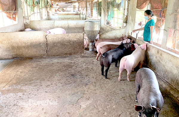 Người nuôi ngần ngại tái đàn heo vụ Tết