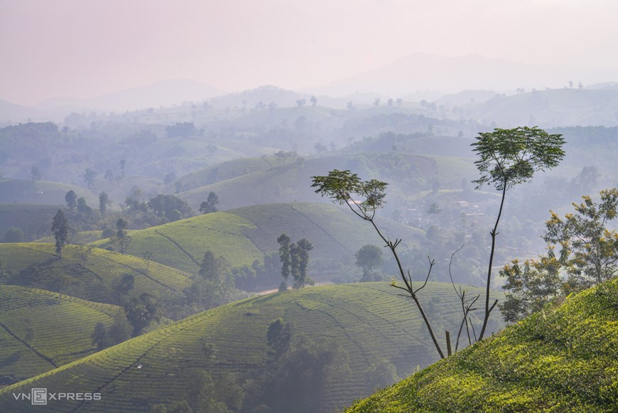 From this vantage point, one can see a countless number of green tea hills, teeming all around.