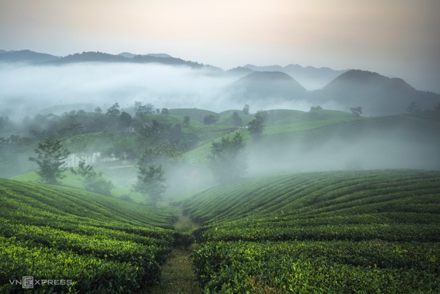 A typical tea plantation in the hills of Long Coc measures around a hectare. 