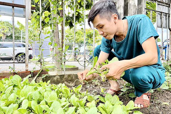 Tận dụng các ô đất trống trong trụ sở UBND P.Hóa An, Ban Chỉ huy quân sự P.Hóa An trồng rau cải để vừa tạo môi trường xanh mát, vừa cải thiện bữa ăn cho lực lượng dân quân
