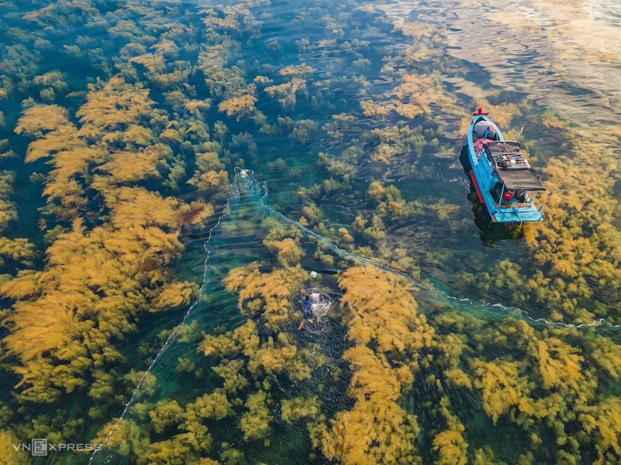 Once the squid are cornered, fishermen jump into the water to catch them.