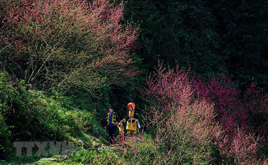 A family from the Dao ethnic minority in their traditional, homemade finery smiles beside a peach tree with its pink blossoms. The Dao account for 95 percent of Mau Son's population.