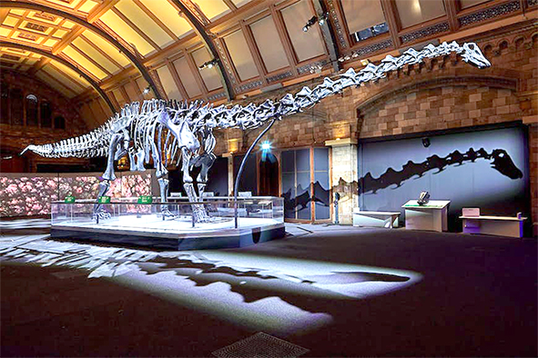 Bộ xương khủng long được yêu thích nhất của Vương quốc Anh. Nguồn: Natural History Museum